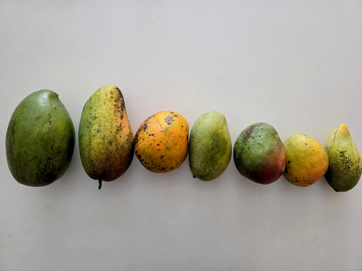 The most wonderful time of year - mango season

#Miami #mango