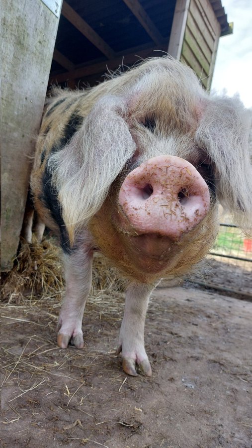 Kim Rathbone (@rathbonekim) on Twitter photo Pigoneer Of The Day Spottie!
Spottie is a real darling โฆ. a big confident and sassy girl who is very independent. She knows what she wants, when she wants it and how to get it.
Join the Pigoneers help keep Spottie & the other 98 rescue pigs secureโฌ๏ธ globalvegancrowdfunder.org/pigoneer-2000-โฆ Pigoneer Of The Day Spottie!
Spottie is a real darling โฆ. a big confident and sassy girl who is very independent. She knows what she wants, when she wants it and how to get it.
Join the Pigoneers help keep Spottie & the other 98 rescue pigs secureโฌ๏ธ globalvegancrowdfunder.org/pigoneer-2000-โฆ