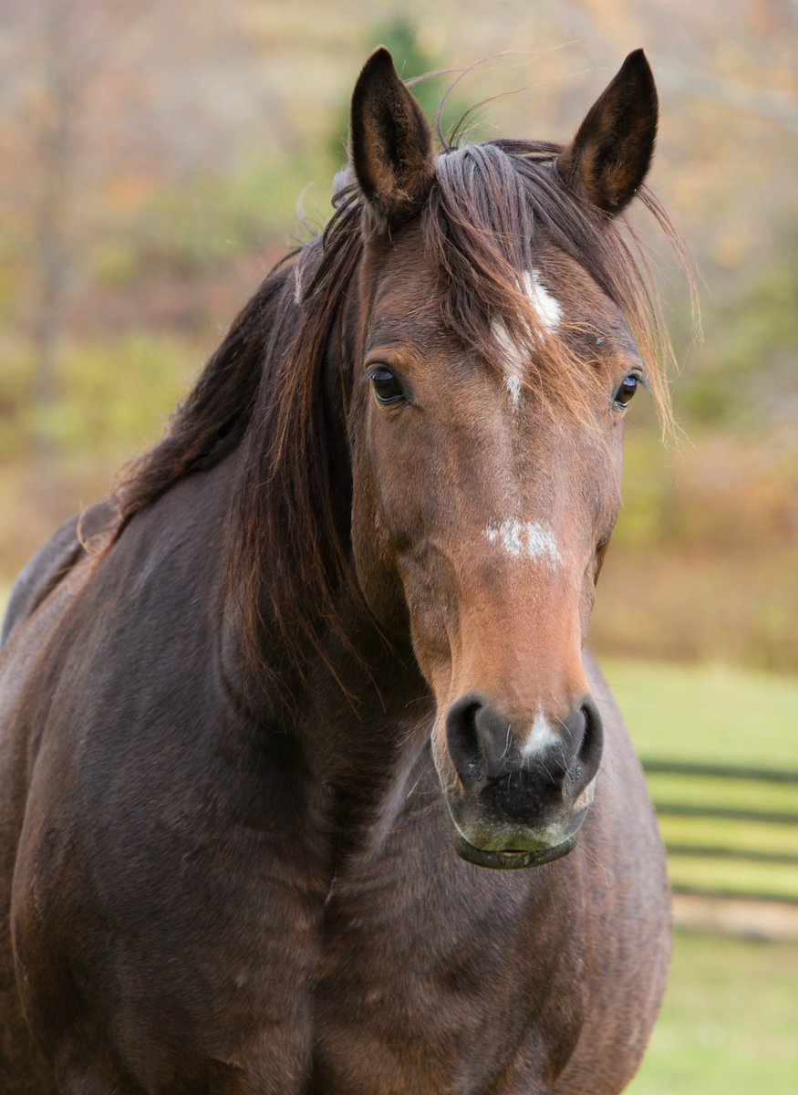 Remembering Bobby II Freedom, Rescued NYC Carriage Horse: June 25, 1990-June 14, 2022

"For the 12 precious years that he was with us, Bobby helped change the way many people viewed the use of [carriage horses]."

Read more from EA President Susan Wagner: 
conta.cc/43MBMAz