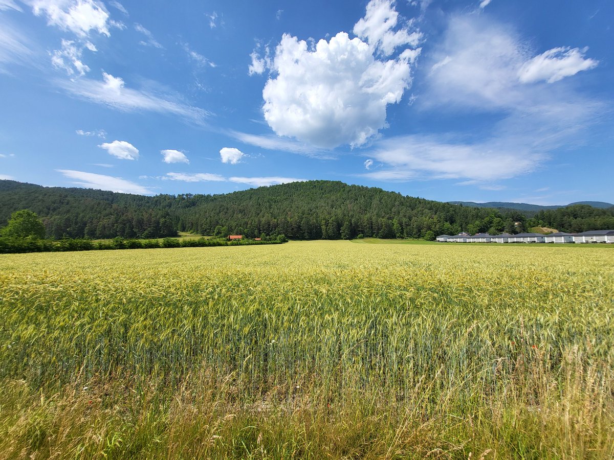 دوتا عکس گرفتم امروز از دهاتمون، عسل🤌