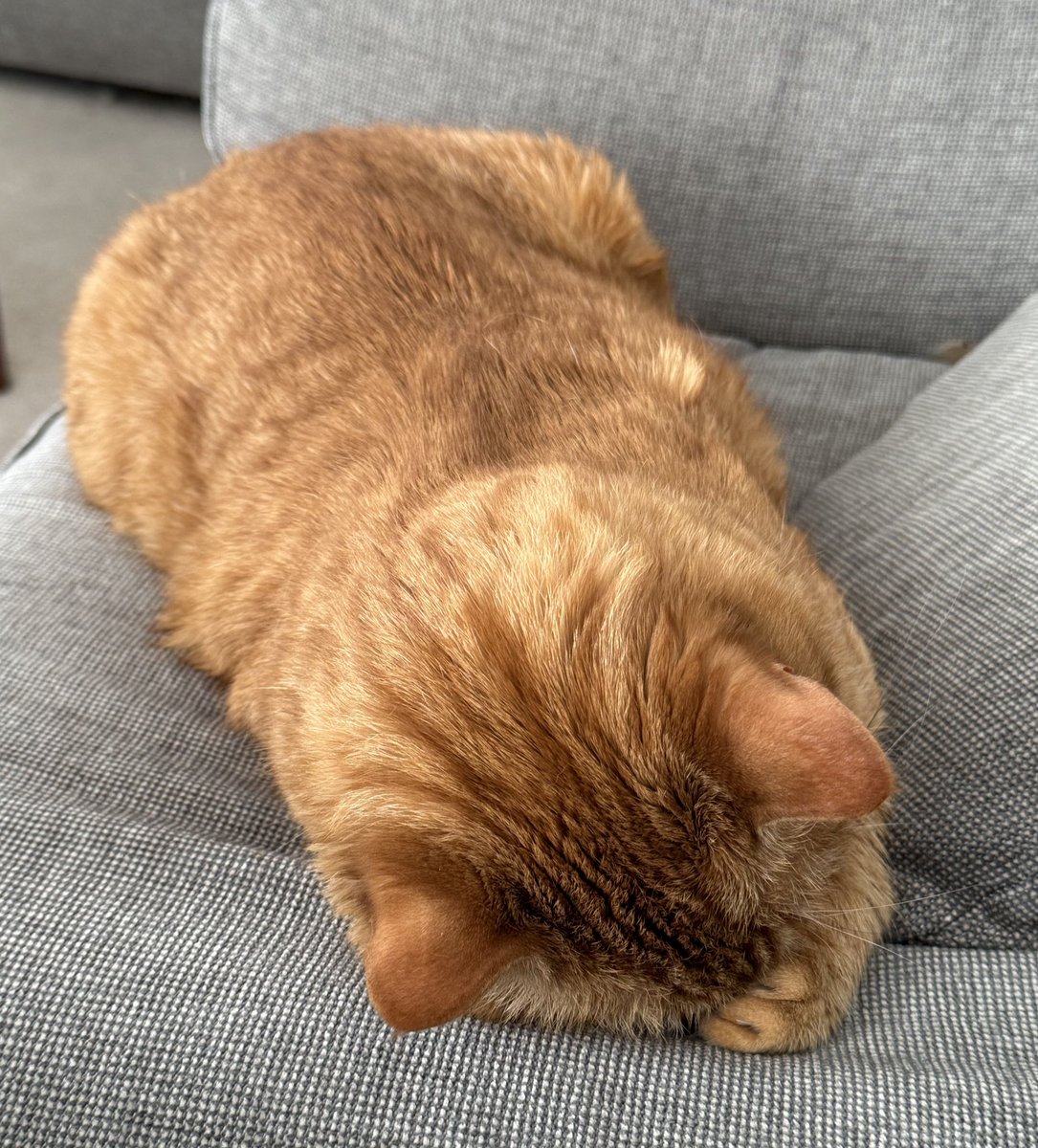 JacK_GingerCat's tweet image. Sometimes (just sometimes 😹) it’s nice to be quiet and relaxed… 💤
JacK 🐾🐾
#CatsOfTwitter #CatsOfX