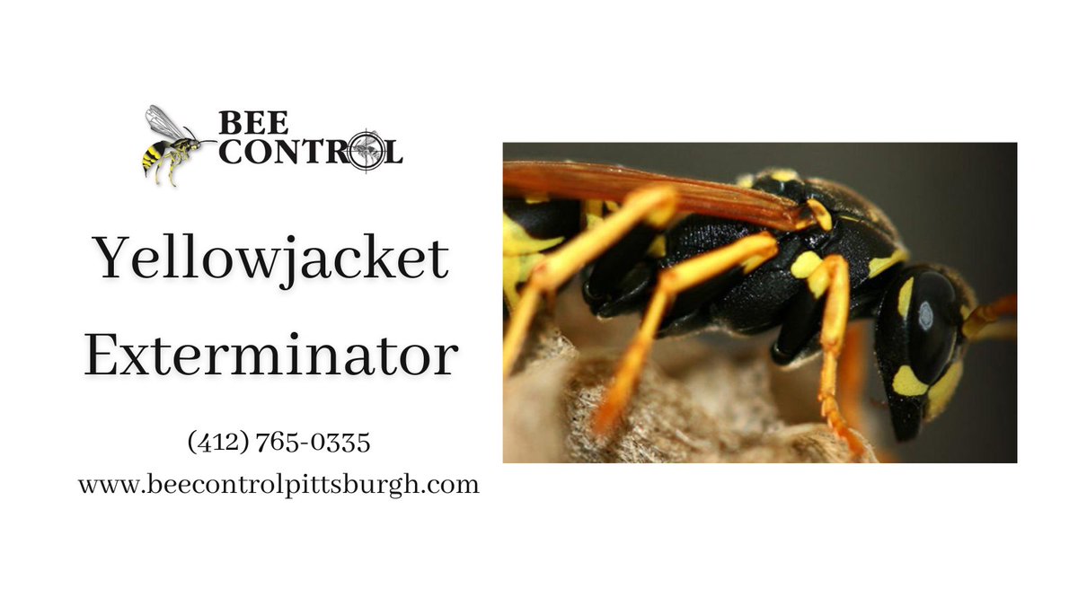 Yellowjackets are aggressive wasps with painful stings—don’t risk it! Our Pittsburgh yellowjacket exterminators remove nests safely from homes &amp; businesses.

📞 Call (412) 765-0335 for a free inspection.
🔗 beecontrolpittsburgh.com/yellow-jackets

#PestControl #Yellowjackets #Pittsburgh