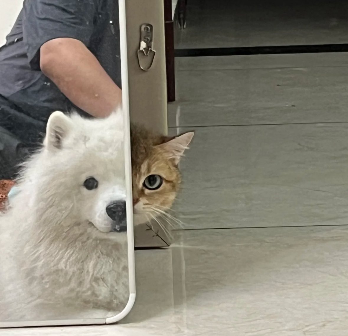 💖 (@twaniimals) on Twitter photo 