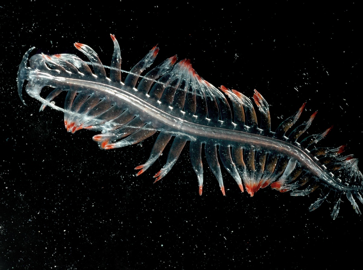 WHOI's tweet photo. 😲 Scientists found this glassy planktonic #worm– from the genus Tomopteris, meaning "cut wings"– in the #SouthernOcean. When threatened, they release yellow sparks, an unusual color in the sea, where #bioluminescence is normally blue. #WeirdOcean
📸 by Larry Madin © #WHOI https://t.co/FKRwA8fyoS