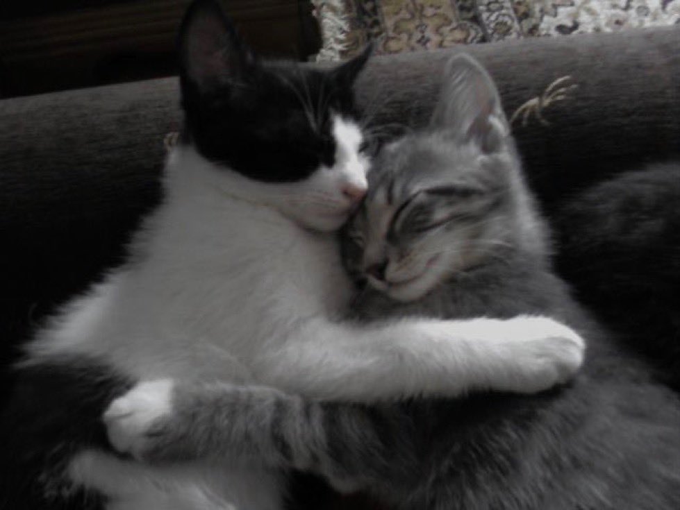 Miaw's tweet image. You’re my meow meow