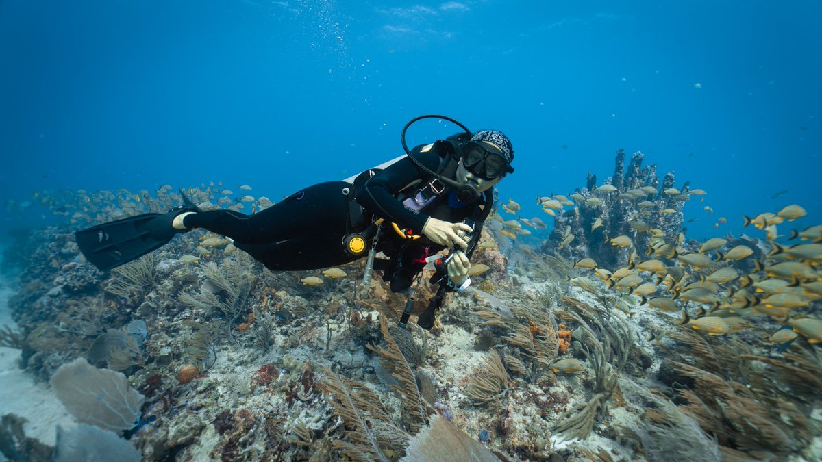 MooreCharitable's tweet image. The next generation of ocean advocates is in good hands thanks to @perryinstitute in the Bahamas. 🌊 Their professional development program for marine educators helps drive interest in the pursuit of higher ed & employment in #marinescience. perryinstitute.org