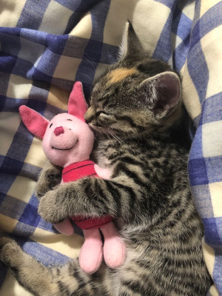Posts Of Cats (@postsofcats) on Twitter photo 