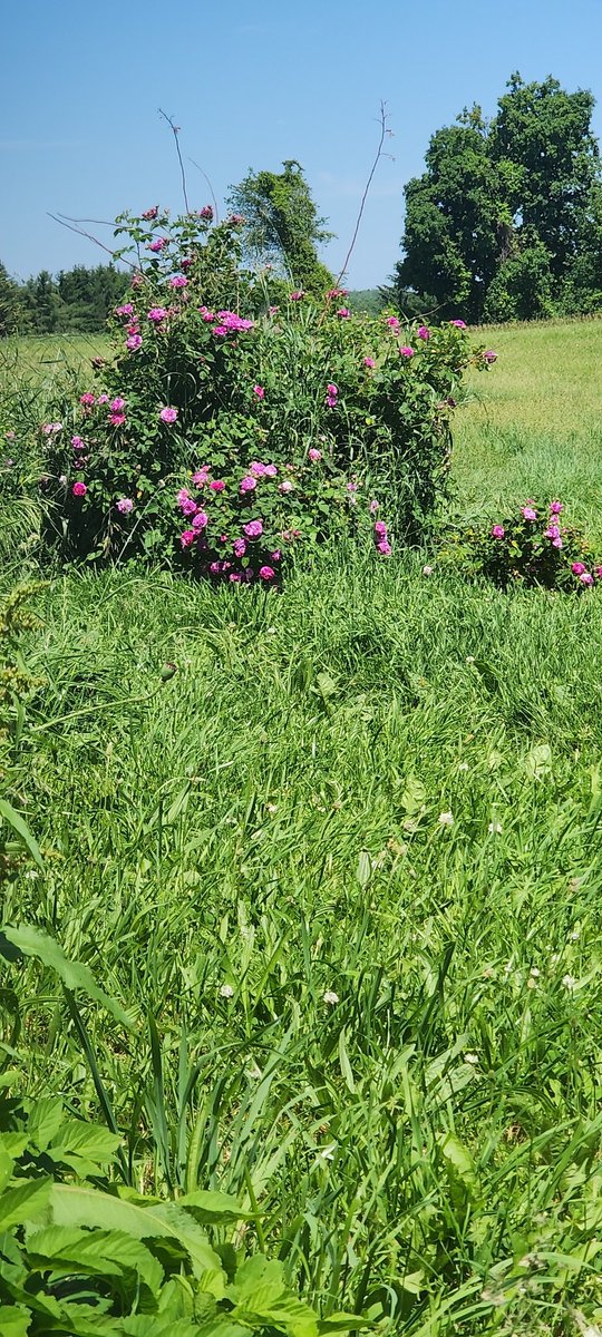 Take time to look at something beautiful today. This is one of 2 rose bushes of my gramps rip 🙏. 
He's been gone many years now. But just to think they both were almost dead roses older than me, and I'm 37. But in loving memory of him, I got to bring them back to remind me of