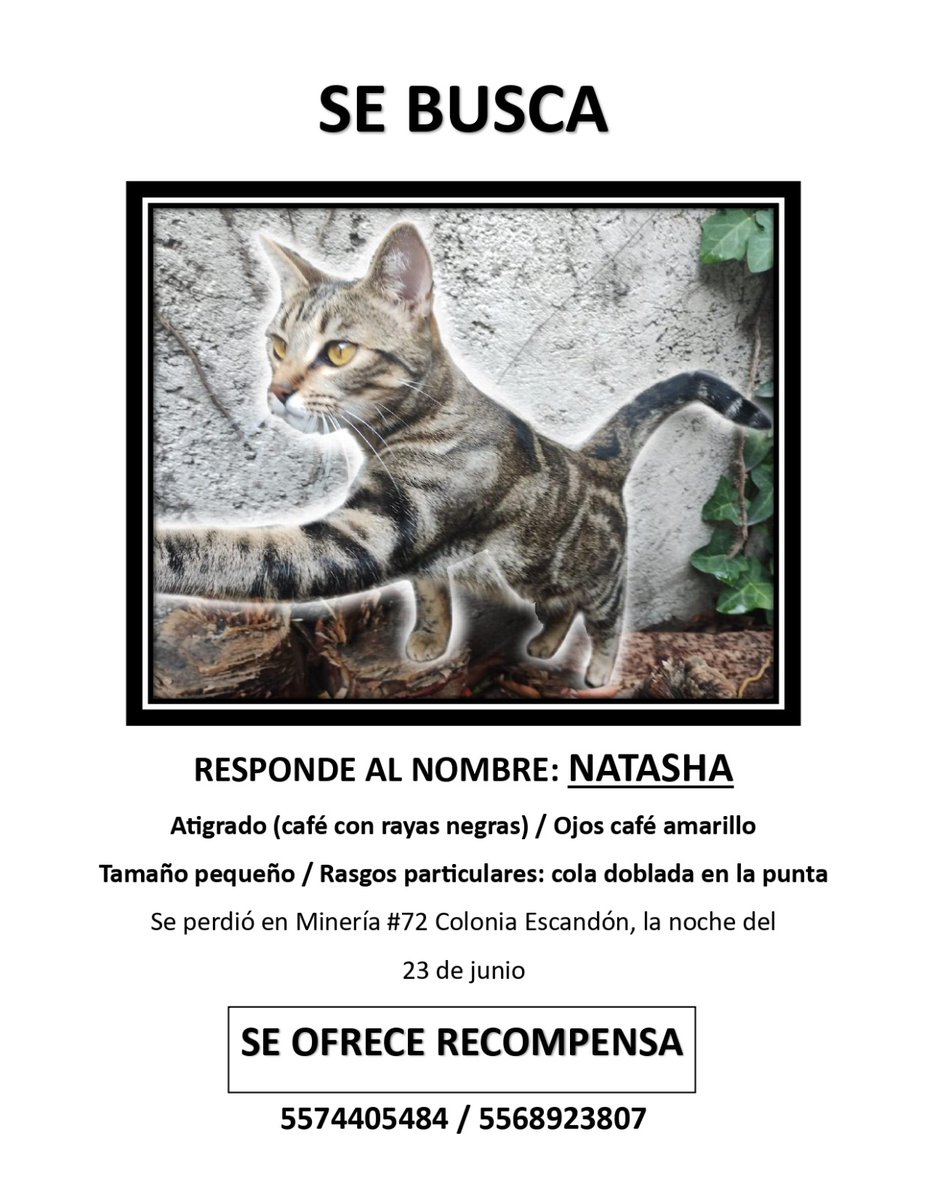 pawallaby's tweet photo. Amigos, ayudarían con su RT, por fa? Es la gatita de una amiga  :( #Escandon #CDMX #Mascotas https://t.co/p7aWhhrczL