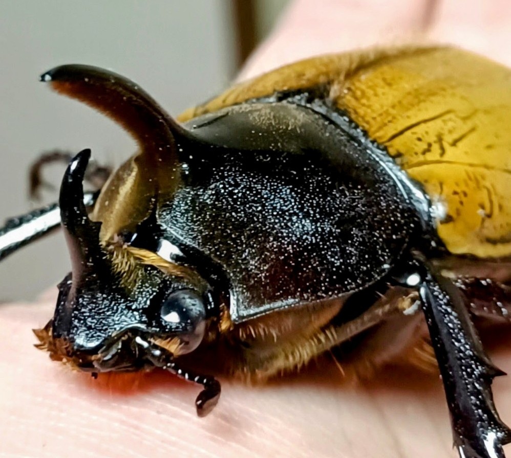 こぼれ落ちそうな大きな目👀