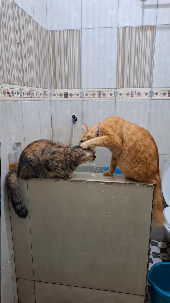 Lama gak konten healing