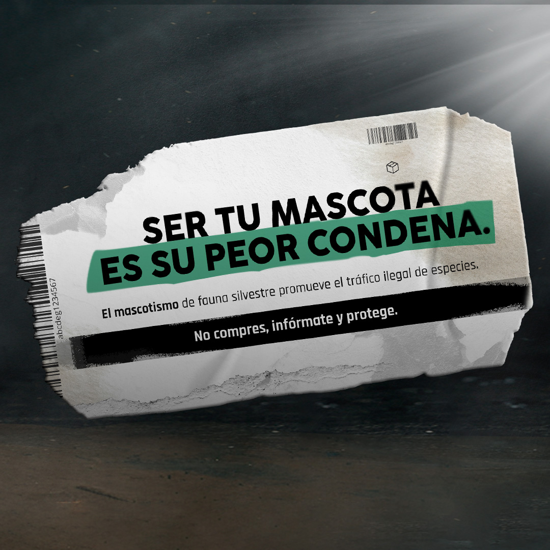 🐾 El mascotismo de fauna silvestre promueve el tráfico ilegal de especies.
Detrás de cada animal silvestre que alguien tiene como “mascota”, hay sufrimiento, muerte y ecosistemas en peligro.
No compres, infórmate, protege.

🌿 Porque la naturaleza no se vende, se respeta.