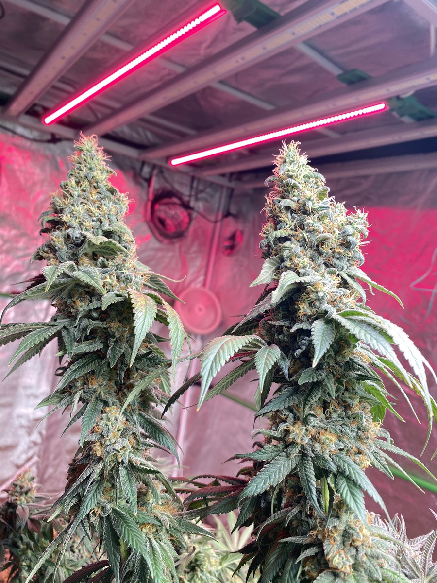 J Baked tweet media