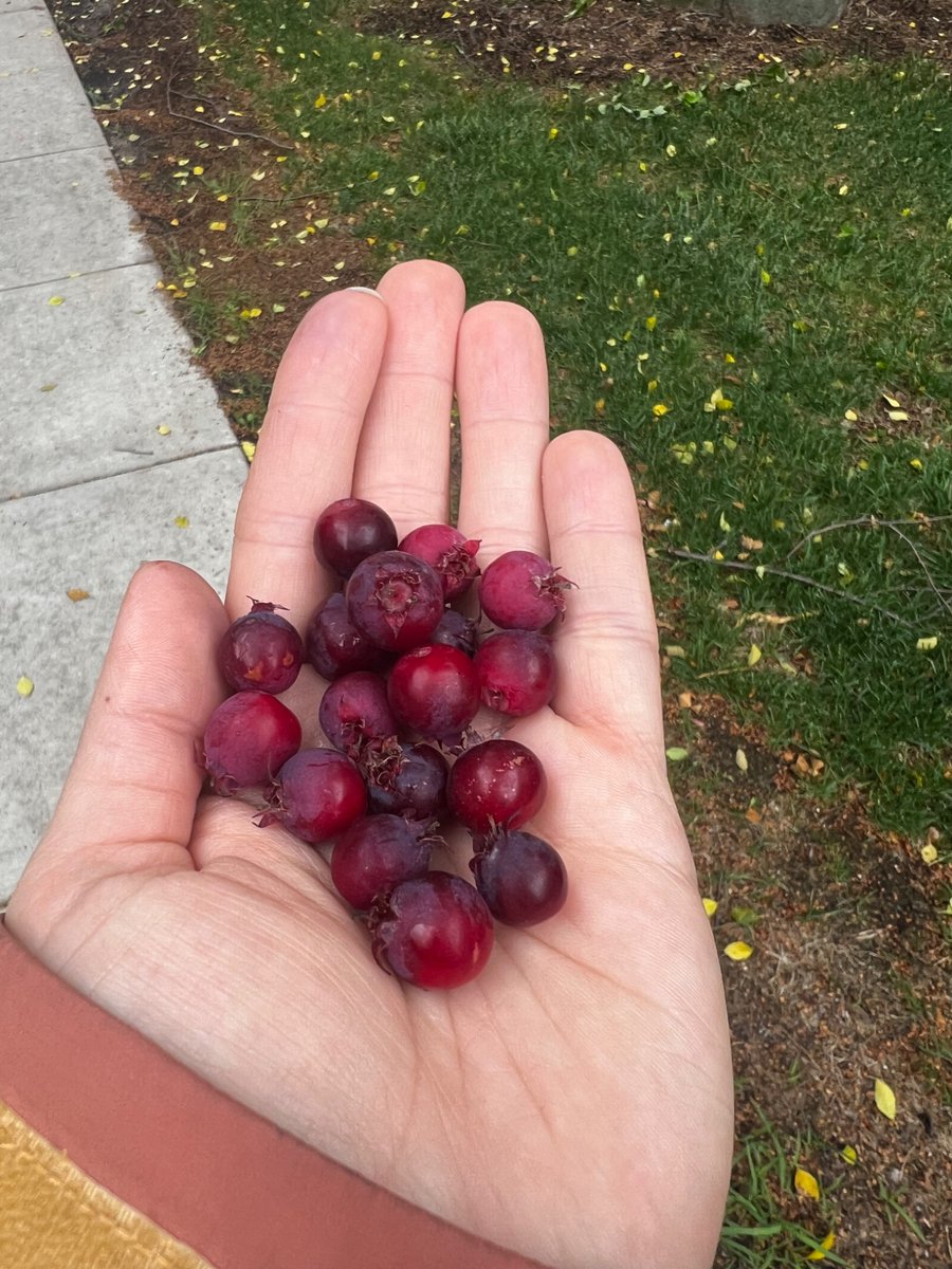 Chelsea Cook tweet media