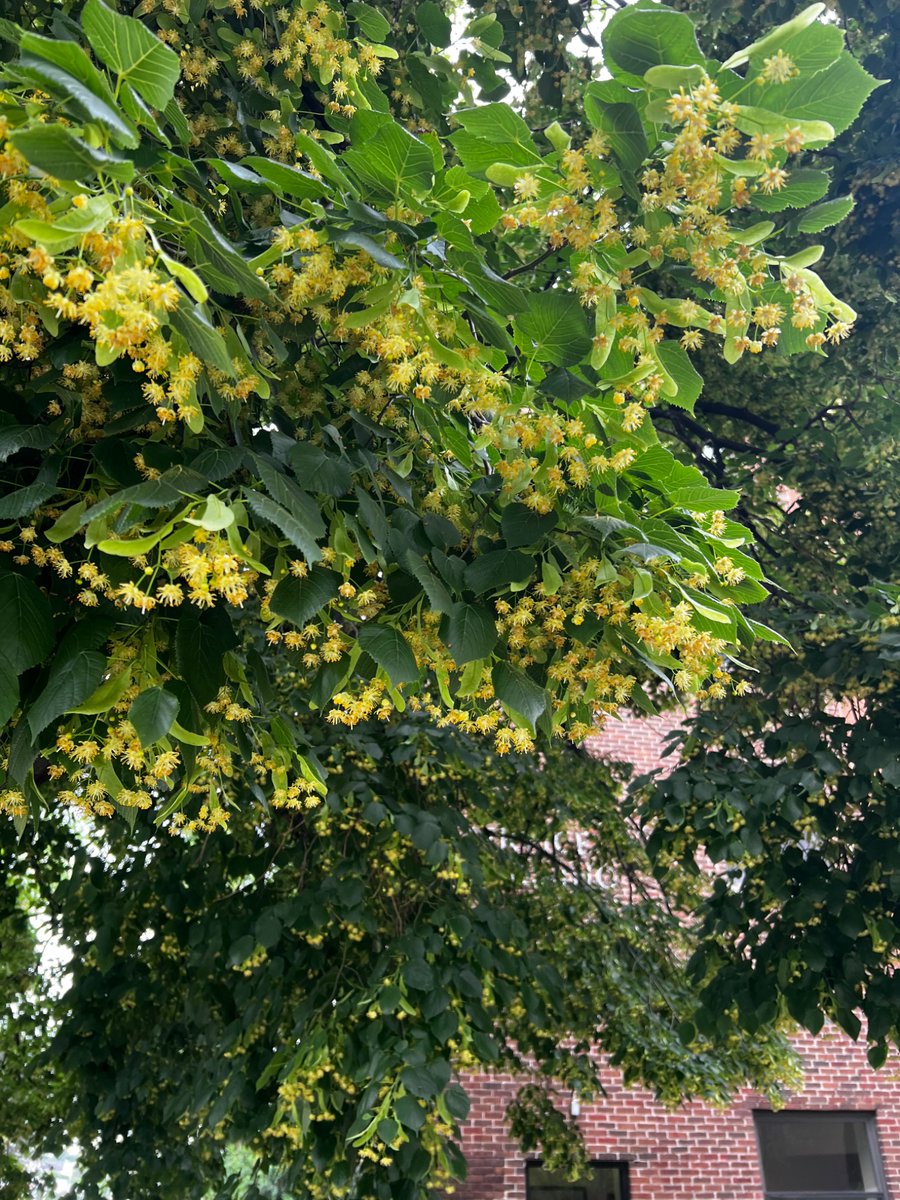 Chelsea Cook (@phdbee) on Twitter photo The lindens are flowering and the juneberries are ripe - itโs a great time to be on campus to enjoy the smells and tastes summer has to offer <a href="/MarquetteU/">Marquette University</a> #summerresearch The lindens are flowering and the juneberries are ripe - itโs a great time to be on campus to enjoy the smells and tastes summer has to offer <a href="/MarquetteU/">Marquette University</a> #summerresearch