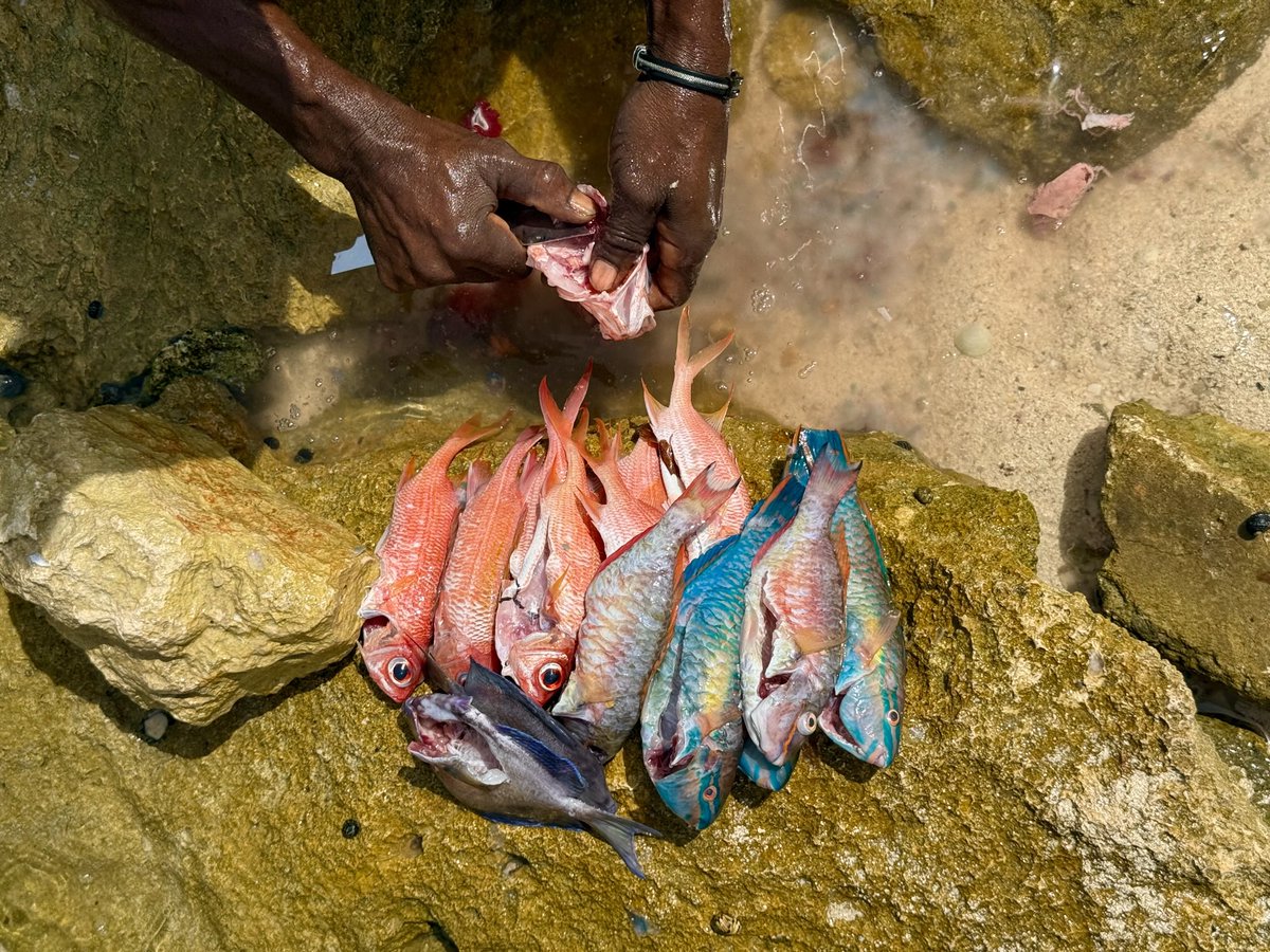 Duncans, Trelawny #Jamaica. “Andrew” #Jamaican fisherman. #BlueEconomy