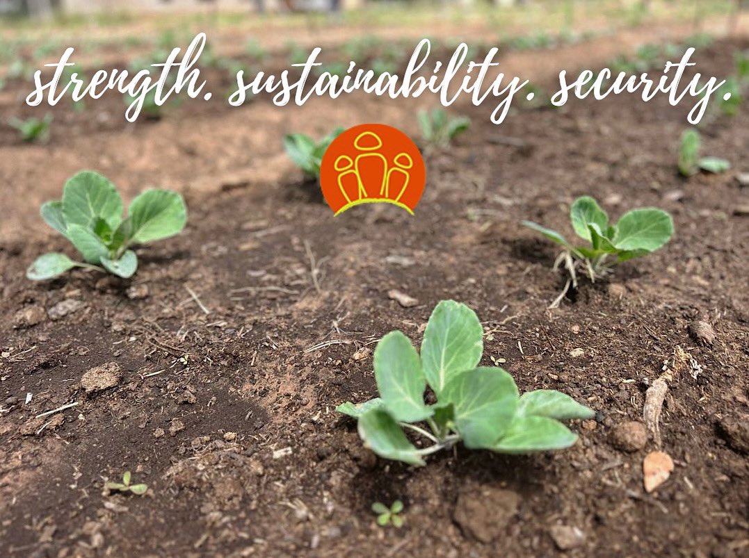 Where some may see some small seedlings, what do we see? Strength for children, sustainability for schools, and security for families. That’s leaving a lasting legacy through nutrition garden implementation! 

#nhakafoundation #leavingalastinglegacy #nutritiongardening