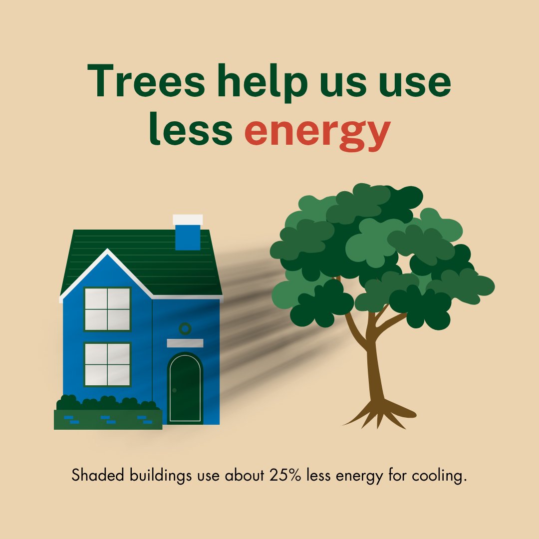 StateForesters's tweet image. Much of the U.S. is facing a brutal heatwave this week. 🥵 Trees are one of the most powerful cooling agents we can use! Not only do they provide shade, but they also cool the air by releasing water vapor. Trees and urban forests are vital to our communities. 🌳