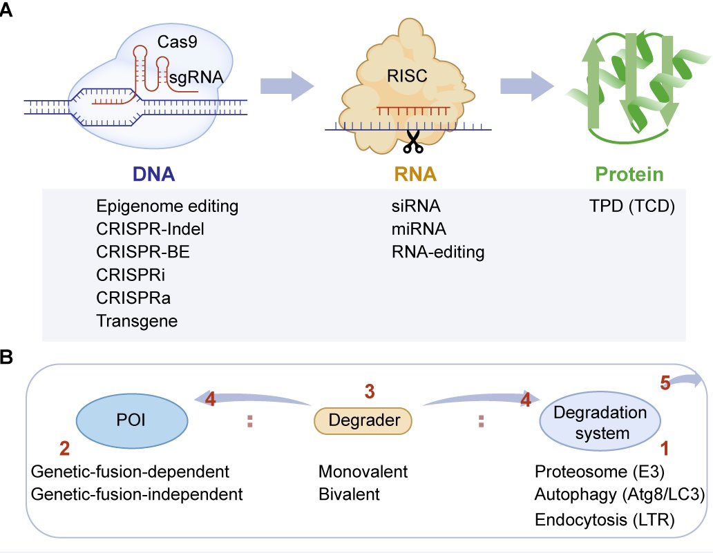 Targeted Protein Degradation and Protein-condensate Degradation for Plant Science and Crop Breeding #review #MolecularPlant cell.com/molecular-plan…