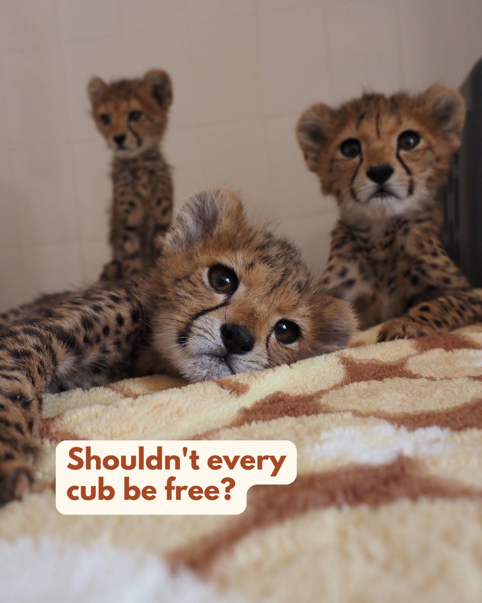 CCFCheetahUK's tweet image. For every cub we rescue, it's a life already deprived of true freedom in the wild. That's the heartbreaking truth behind our work.
Each time CCF brings in a cheetah cub, it's a moment of sadness – a tiny victim torn from the wild by the brutal illegal pet trade. In the first…