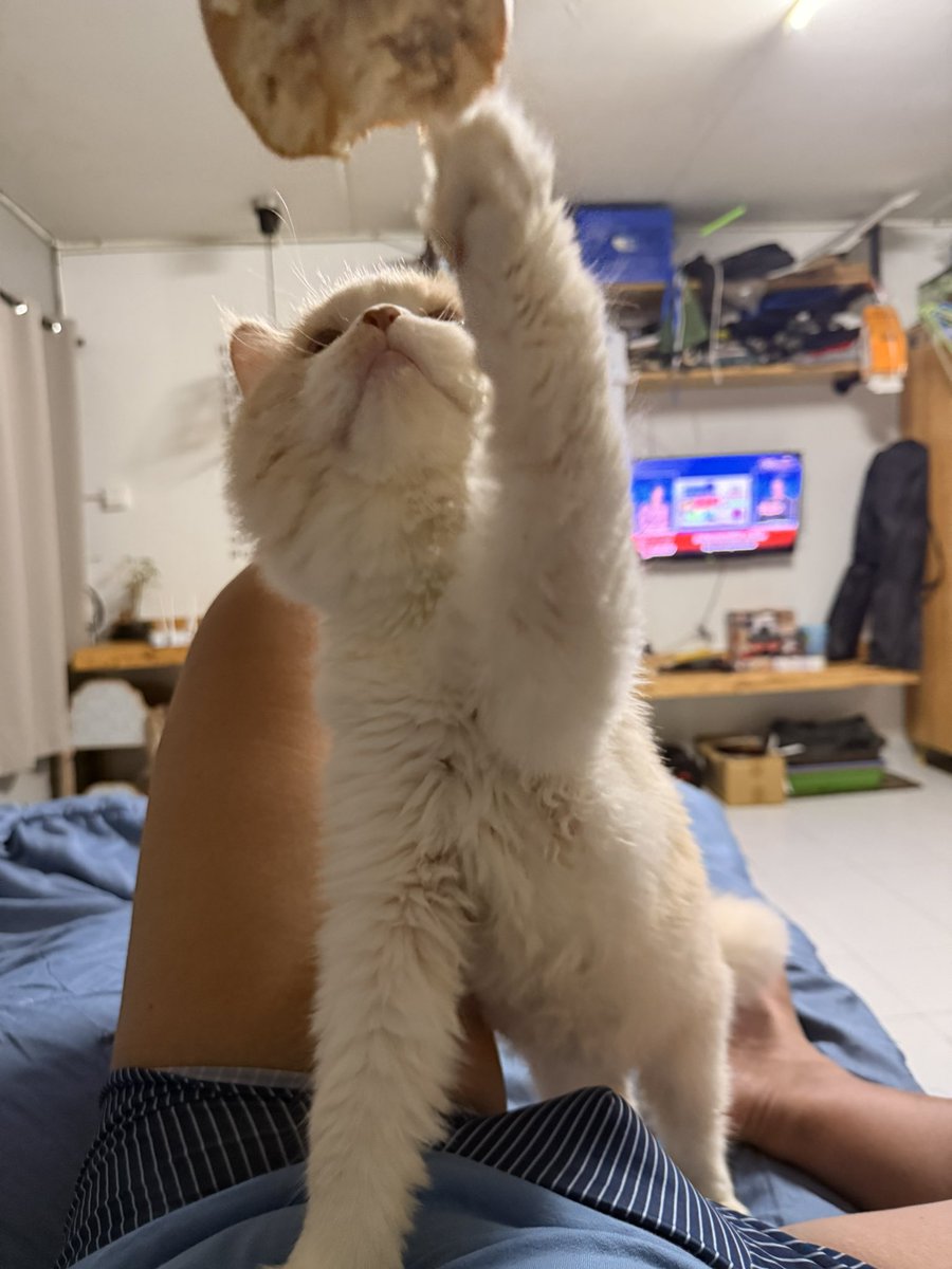 🐈🍩