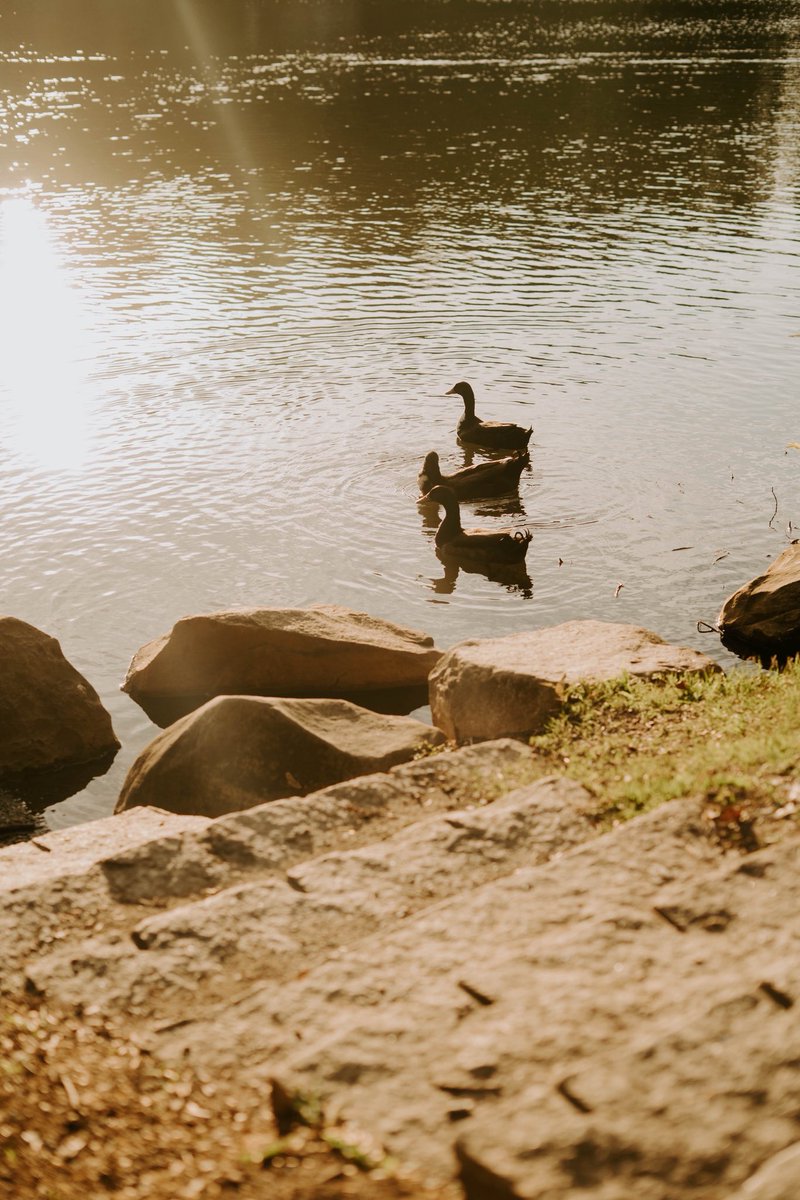 AshRocky34's tweet photo. More pics from my lil walks. 
Yes- this man was carrying around a parrot around the lake. 🦜 https://t.co/c1bVbBwFZT