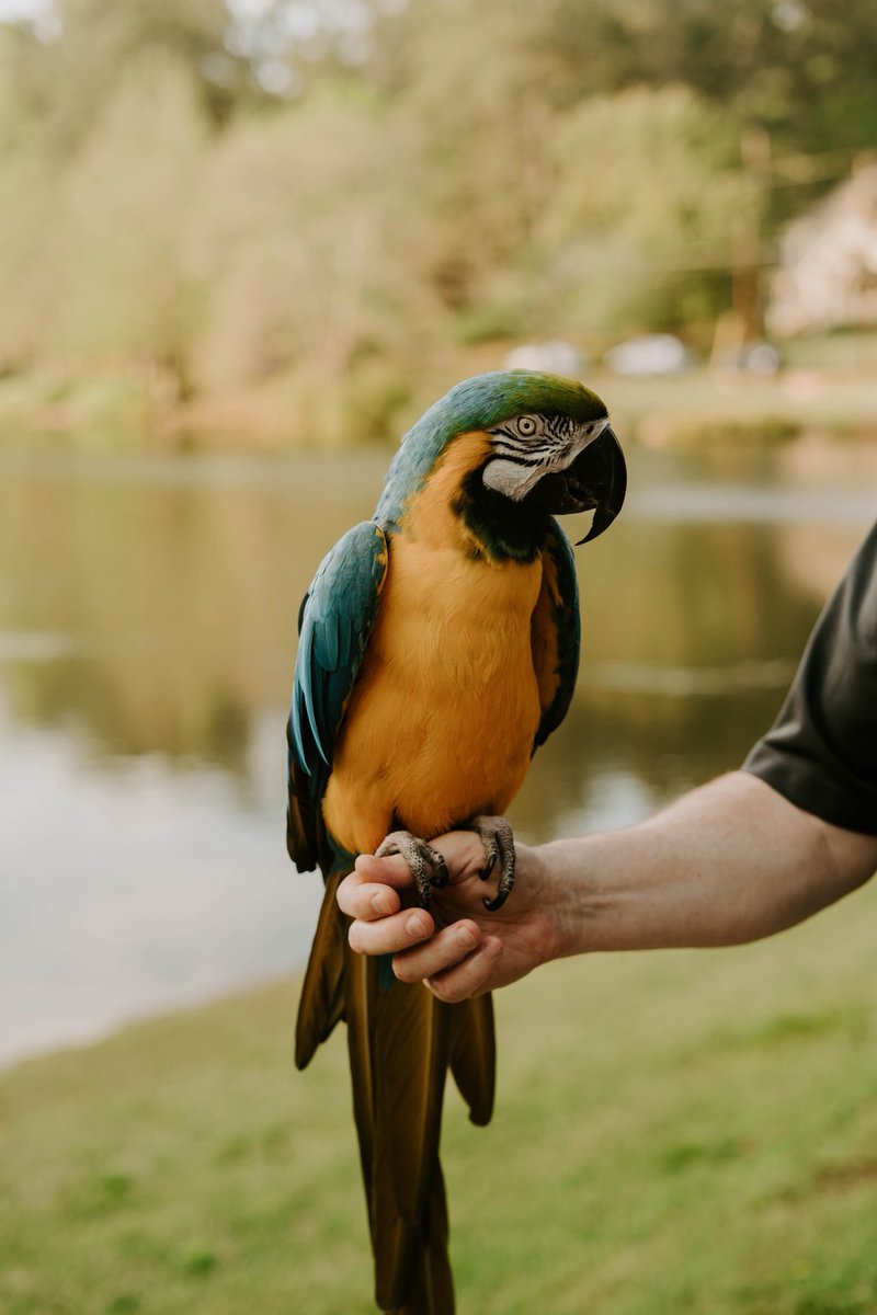 AshRocky34's tweet photo. More pics from my lil walks. 
Yes- this man was carrying around a parrot around the lake. 🦜 https://t.co/c1bVbBwFZT