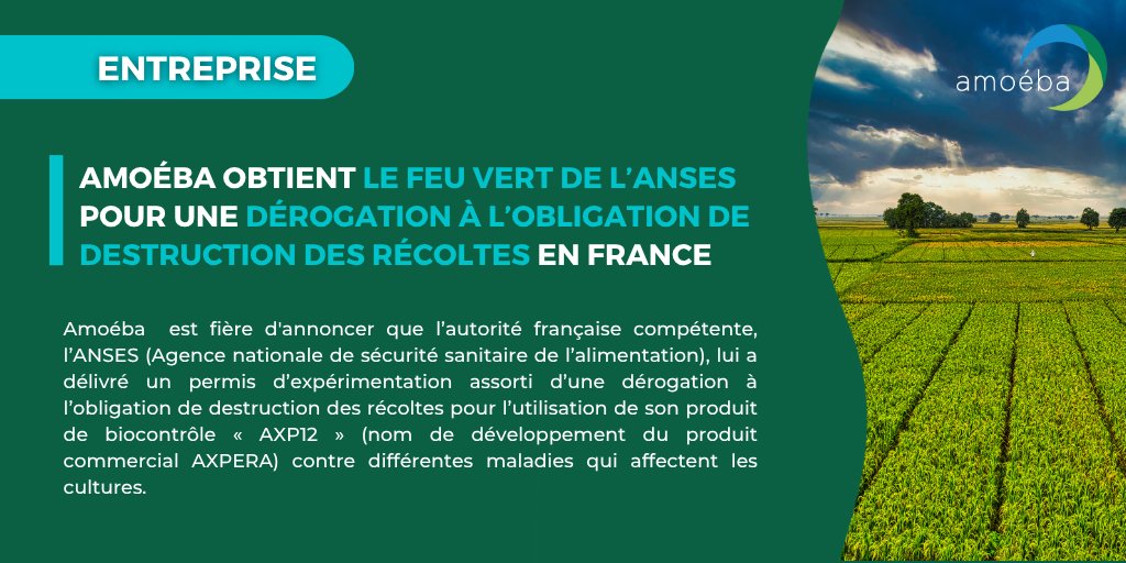 AmoebaNature's tweet photo. 📢 [COMMUNIQUÉ DE PRESSE]

L’ANSES accorde à Amoéba une dérogation à la destruction des récoltes lors des essais d’#AXPERA ✅

Un signal fort en faveur de notre solution de #biocontrôle, sûre et durable.
Une étape réglementaire importante est franchie ! https://t.co/RaU9rVwJ5E