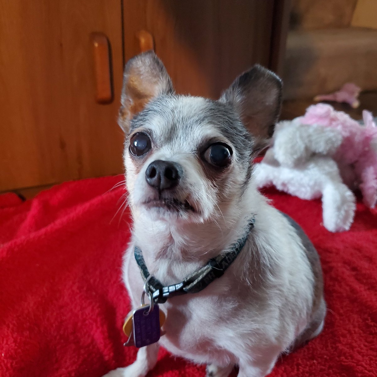 Daily Reo🌈 Ears up and ready for action 💖#dogsoftwitter #missyouReo