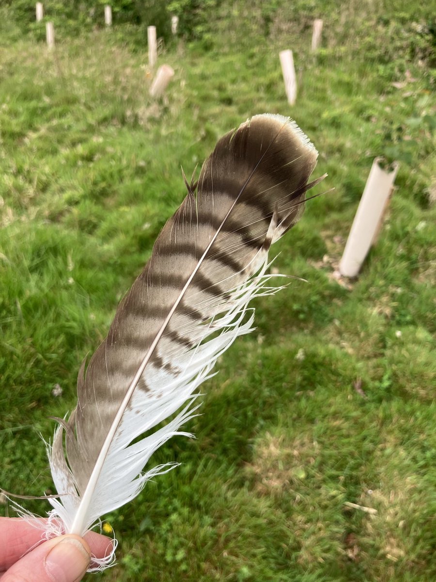 Janenewberry55's tweet image. Buzzard feather … buteo buteo. Would make a good quill.
#naturalworld