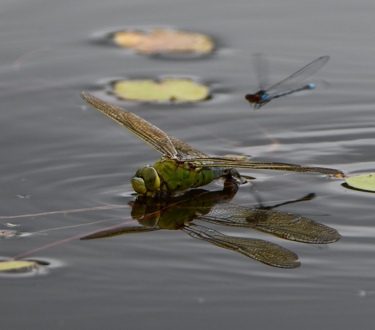 Rodley Nature Reserve.