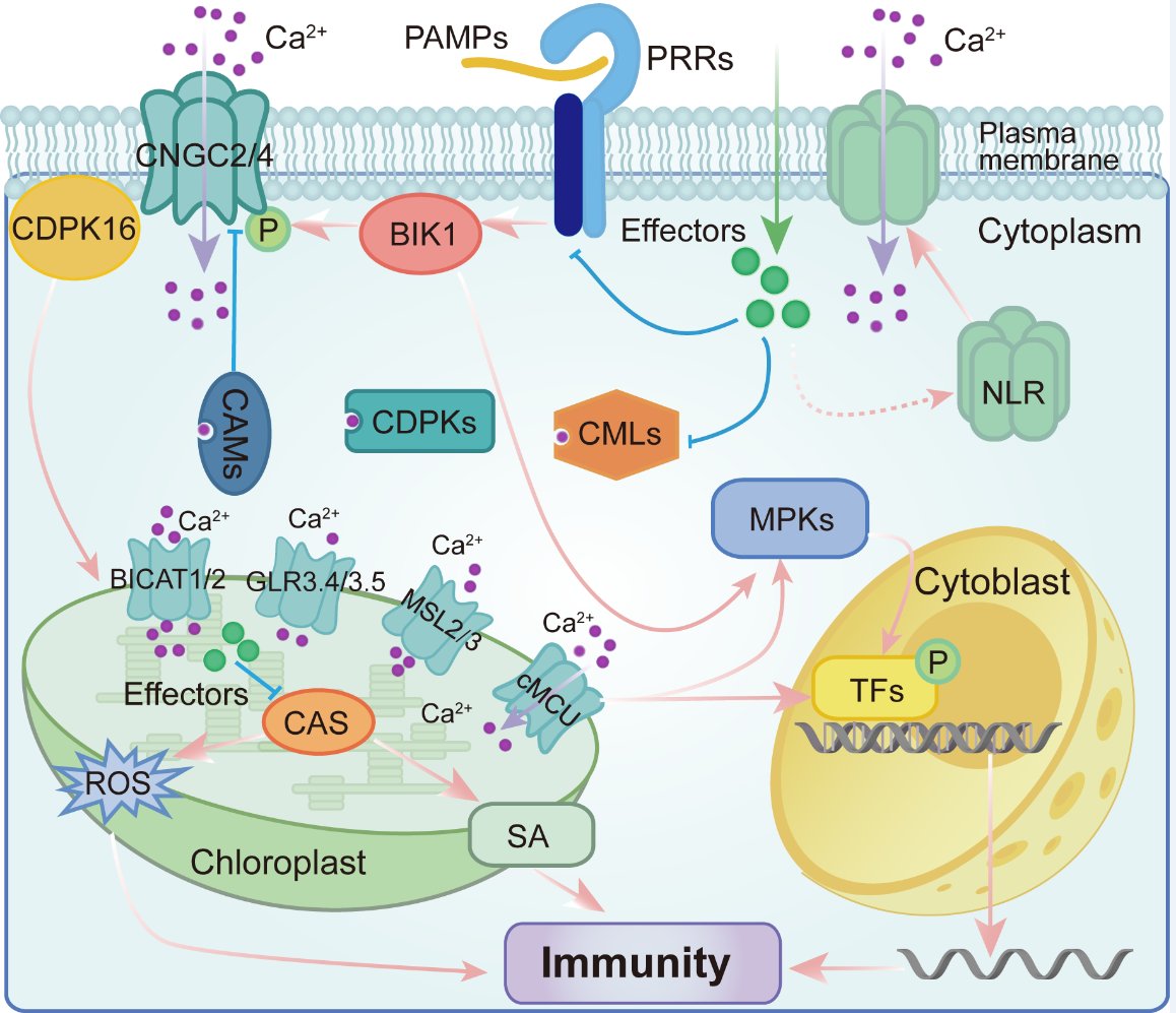 The important role of chloroplasts in plant immunity #review #PlantCommunications cell.com/plant-communic…