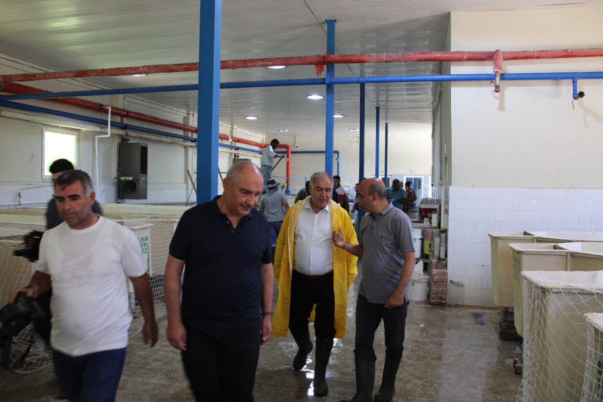 İl Müdürümüz, Keban Su Ürünleri Üretim İstasyonunda Sazan Balığı Sağımı Gerçekleştirdi

2025 yılı üretim döneminde Keban Su Ürünleri Üretim İstasyonumuzda 20.000.000 adet sazan balığı (Cyprinus carpio) üretimi hedeflenmektedir.