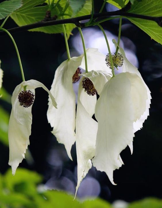 Naturepathway's tweet photo. Ghostly handkerchief blooms dancing in the breeze. #DoveTree #UniqueFlowers https://t.co/ZeCcgQFcBB