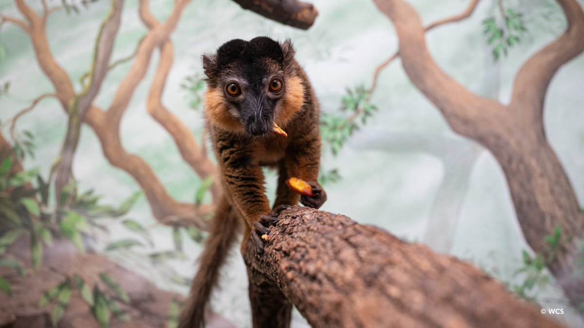 centralparkzoo's tweet image. Collared lemurs are native to the forests of southeastern Madagascar where they play an important role to sustain forests as seed dispersers. As they eat fruit, they drop seeds on the ground. These lemurs also travel through the forest distributing seeds in their droppings.