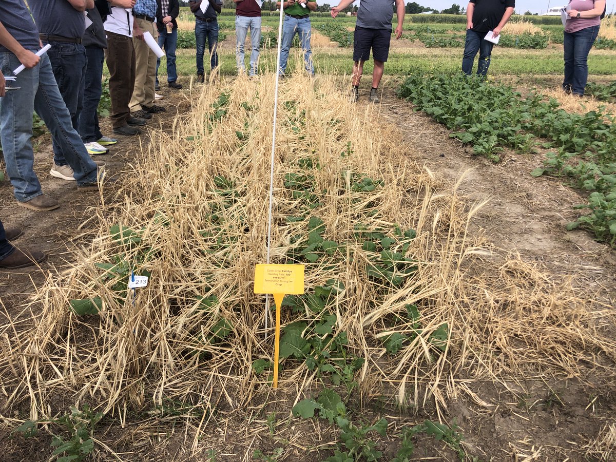 Interesting dryland cover crop trial at ⁦<a href="/FarmingSmarter/">Farming Smarter</a>⁩ with ⁦<a href="/killerkencoles/">Ken Coles</a>⁩