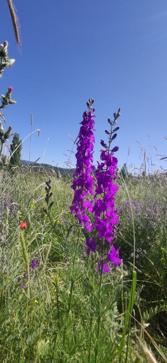 Nice cemali güzel vardır.
Kimisi yâr, kimisi har'dır.
Yaratılmıştan medet bekleme.
Çoğu güzelliğin ömrü dardır.

#iranisraelwar 
#FreePalestine 
#GeceyeBirNot