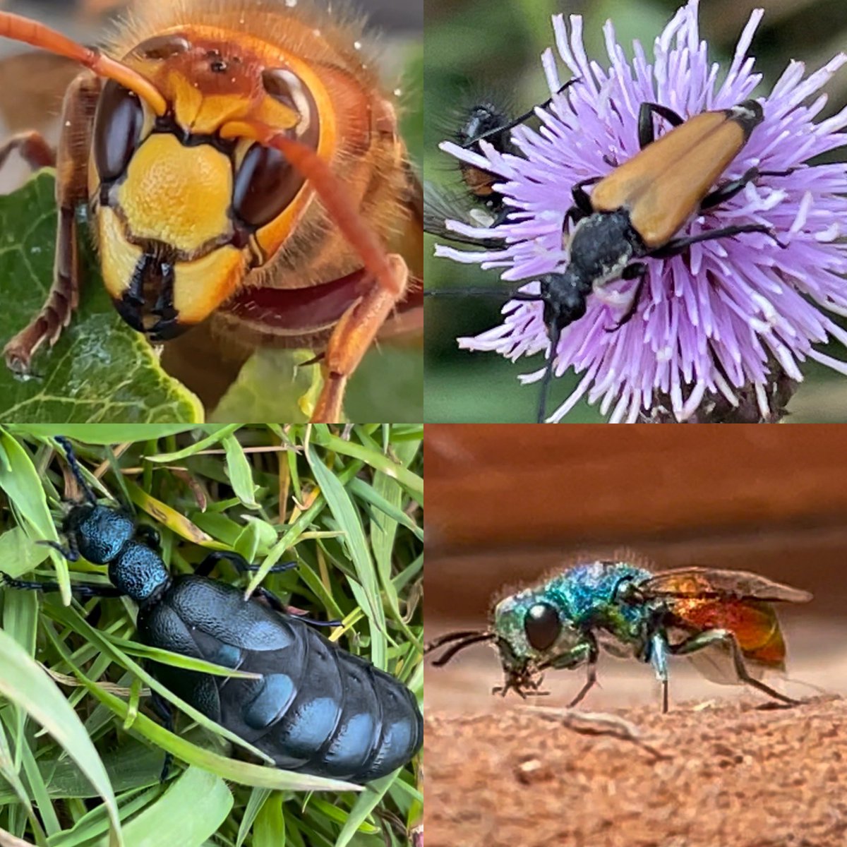 ElmleyNNR's tweet image. Elmley's rich mosaic of ditches, grasslands & reedbeds carefully managed without the use of
insecticides, provide differing habitat that insects need to complete their complex life cycles & thrive in abundance & form a essential link in
the food chaining #InsectWeek #pollinators
