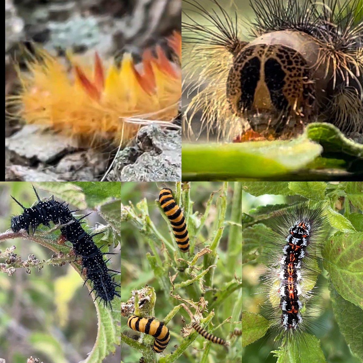ElmleyNNR's tweet image. Elmley's rich mosaic of ditches, grasslands & reedbeds carefully managed without the use of
insecticides, provide differing habitat that insects need to complete their complex life cycles & thrive in abundance & form a essential link in
the food chaining #InsectWeek #pollinators