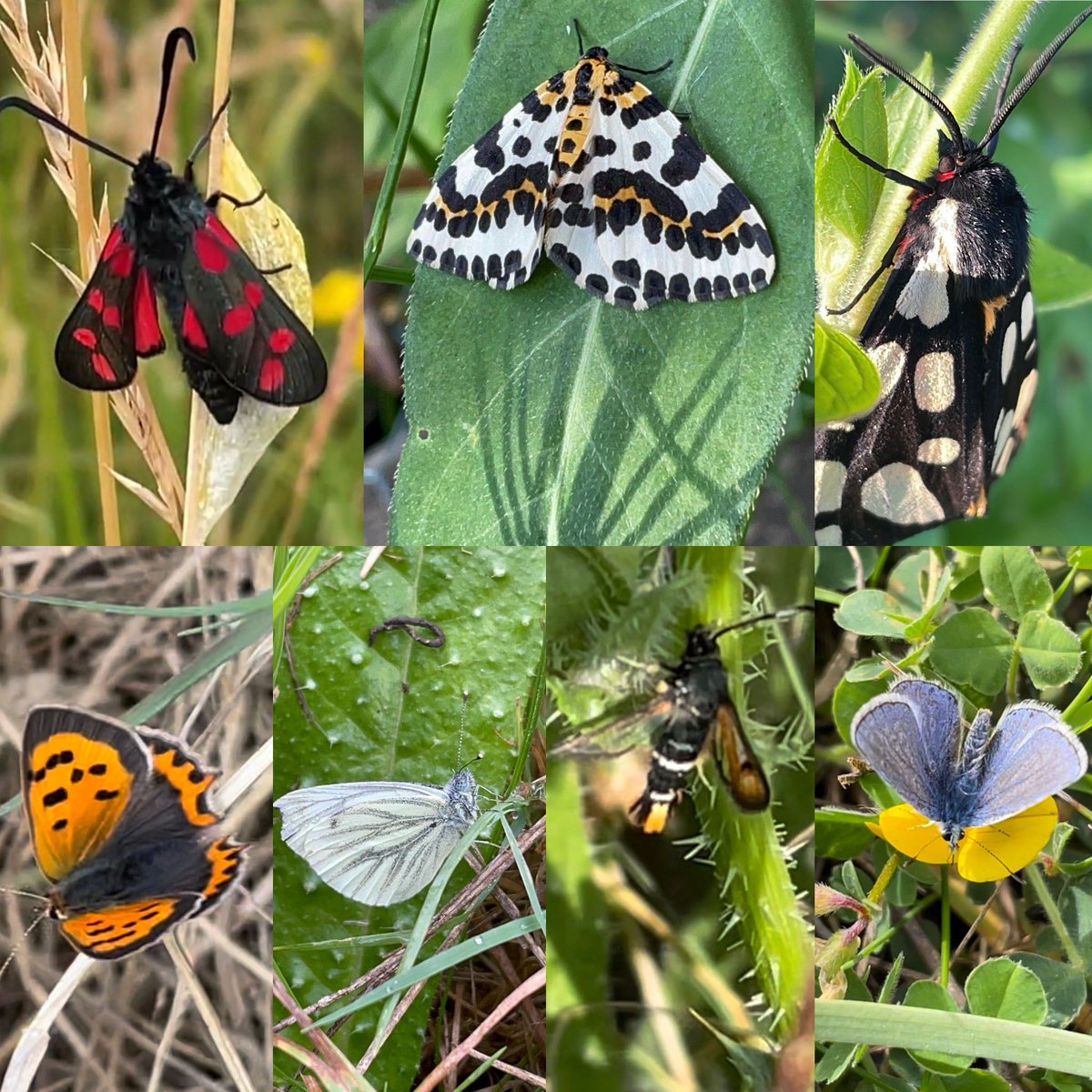 ElmleyNNR's tweet image. Elmley's rich mosaic of ditches, grasslands & reedbeds carefully managed without the use of
insecticides, provide differing habitat that insects need to complete their complex life cycles & thrive in abundance & form a essential link in
the food chaining #InsectWeek #pollinators