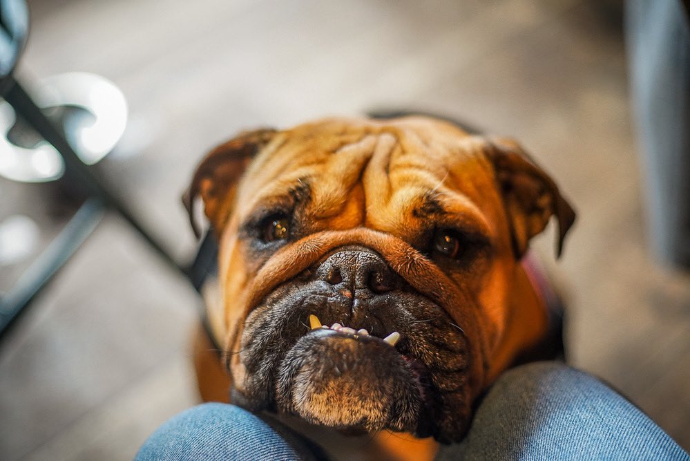 A PAW-FECT WAY TO HELP MAKE A CHNAGE 

We support Dogs for Good for a charity who, because they are a remarkable charity that trains highly skilled assistance dogs to support people with physical disabilities, autism, dementia and so much more. 🐶

dogsforgood.org