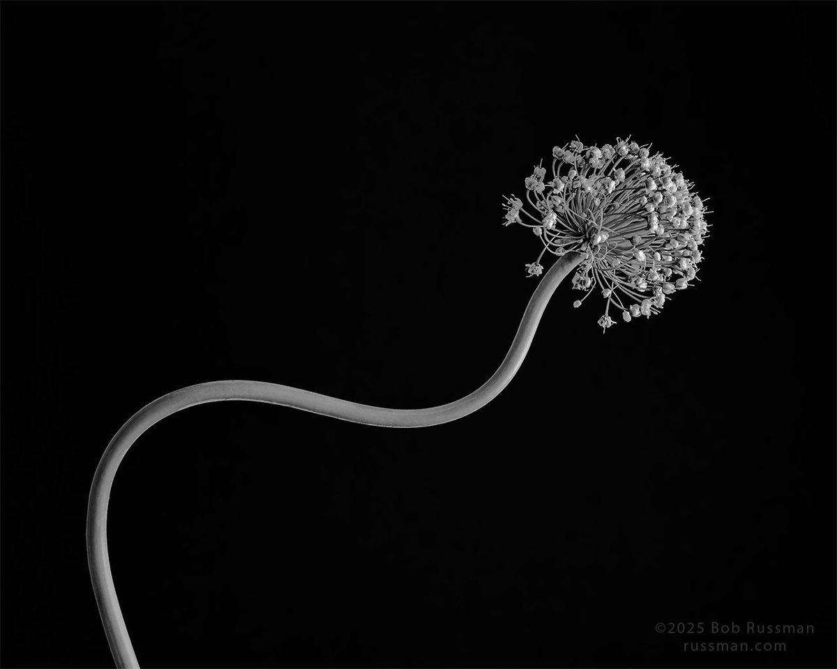 BRu98950's tweet photo. A black and white floral photograph of an onion (Allium cepa) flower. https://t.co/cgdm56r0p8