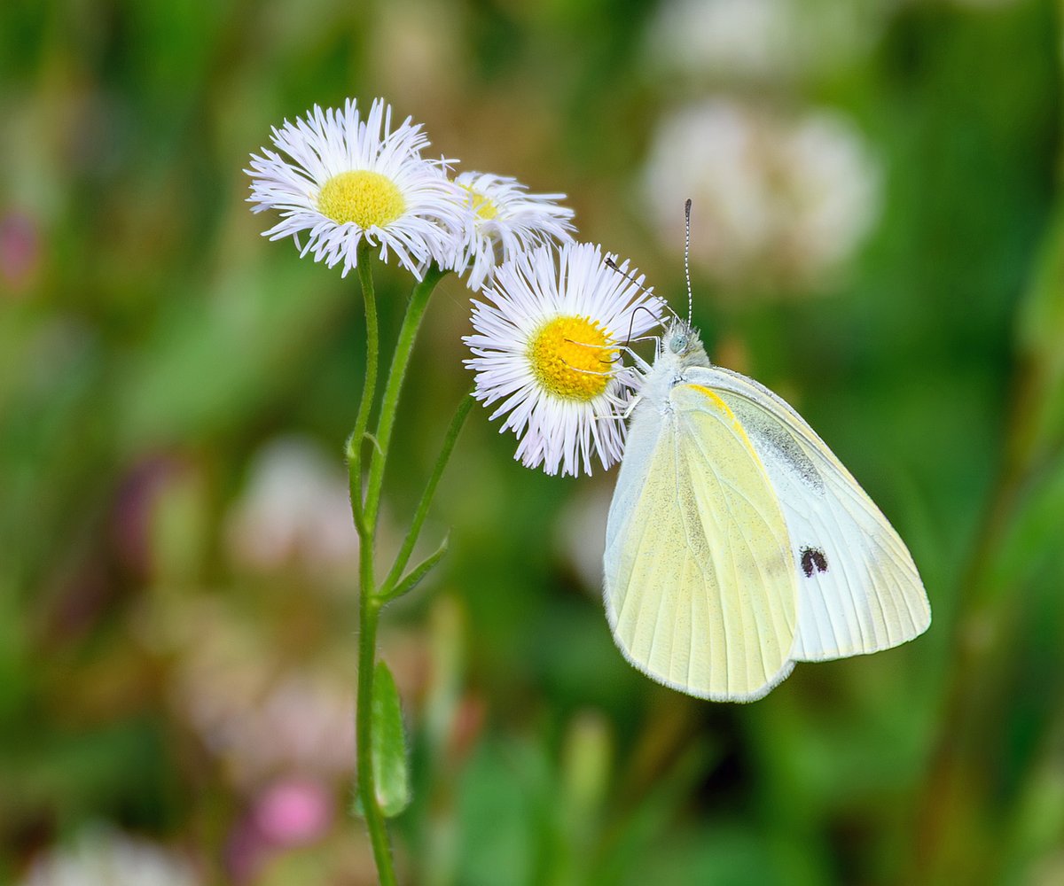 _EighthNote's tweet photo. #紋白蝶 #モンシロチョウ #CabbageWhiteButterfly #Cabbagebutterfly
#Nikon #Z502 #Z50II
NIKKOR Z DX 50-250mm f/4.5-6.3 VR https://t.co/d6uOcsYsx2