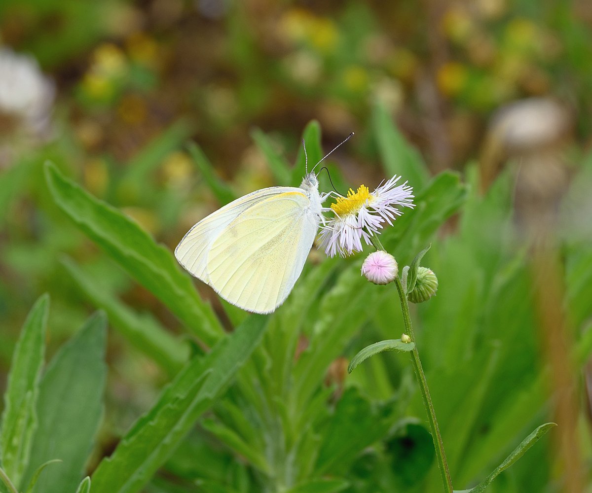 _EighthNote's tweet photo. #紋白蝶 #モンシロチョウ #CabbageWhiteButterfly #Cabbagebutterfly
#Nikon #Z502 #Z50II
NIKKOR Z DX 50-250mm f/4.5-6.3 VR https://t.co/d6uOcsYsx2
