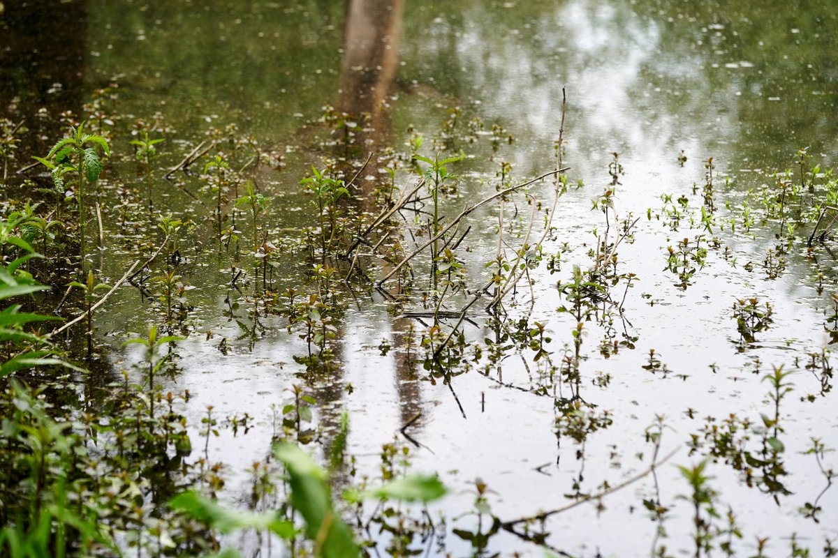 🌊Join Tales of the River: Ask Me Anything on 30 June! Explore how the shape of the River Colne supports rich biodiversity. Free event brought to you by @groundworkeast <a href="/HeritageFundUK/">The National Lottery Heritage Fund</a> with thanks to National Lottery players! eventbrite.co.uk/e/shaping-wate…

<a href="/ColneCAN/">ColneCAN</a>
