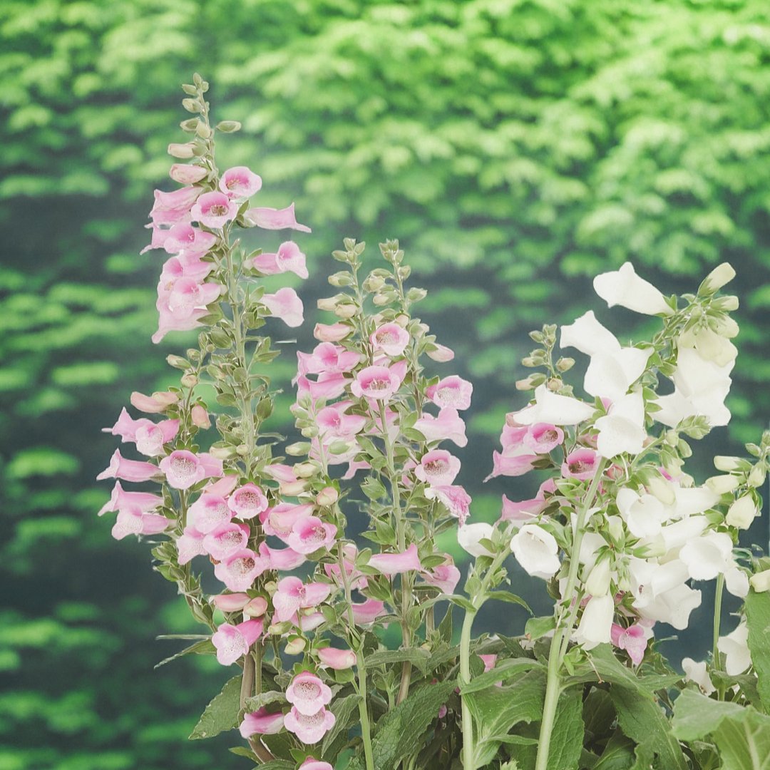 ¿Buscas una planta llamativa y vivaz? ¡No le quites ojo a la Digitales purpúrea!
Atractiva, ornamental y sumamente atractiva: es una planta perfecta para disfrutar de forma individual o creando macizos.

Encuéntrala en nuestra sección vivaces: bit.ly/VivacesEnVerde…