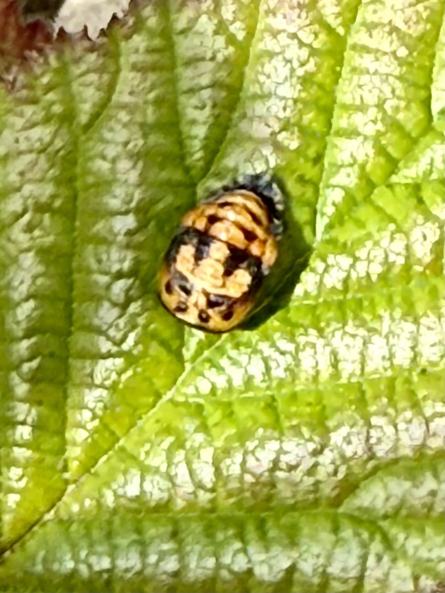 GaryWVC76's tweet image. Cocoon to first meal - they grow up so quickly these days!😊⁦@TamVC77⁩ ⁦@bugmanjones⁩ ⁦@NHM_Coleoptera⁩ ⁦@UKLadybirds⁩