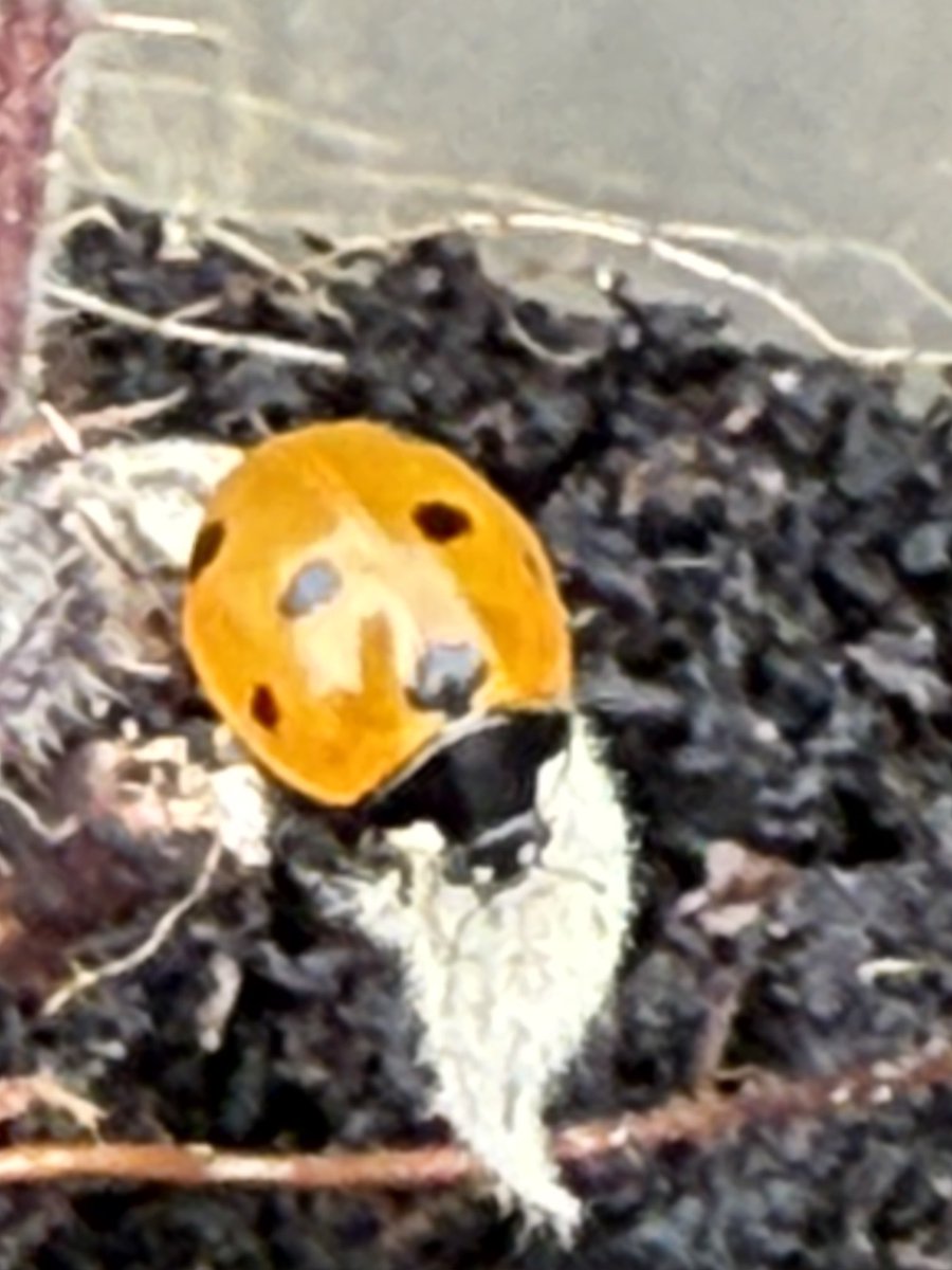 GaryWVC76's tweet image. Cocoon to first meal - they grow up so quickly these days!😊⁦@TamVC77⁩ ⁦@bugmanjones⁩ ⁦@NHM_Coleoptera⁩ ⁦@UKLadybirds⁩