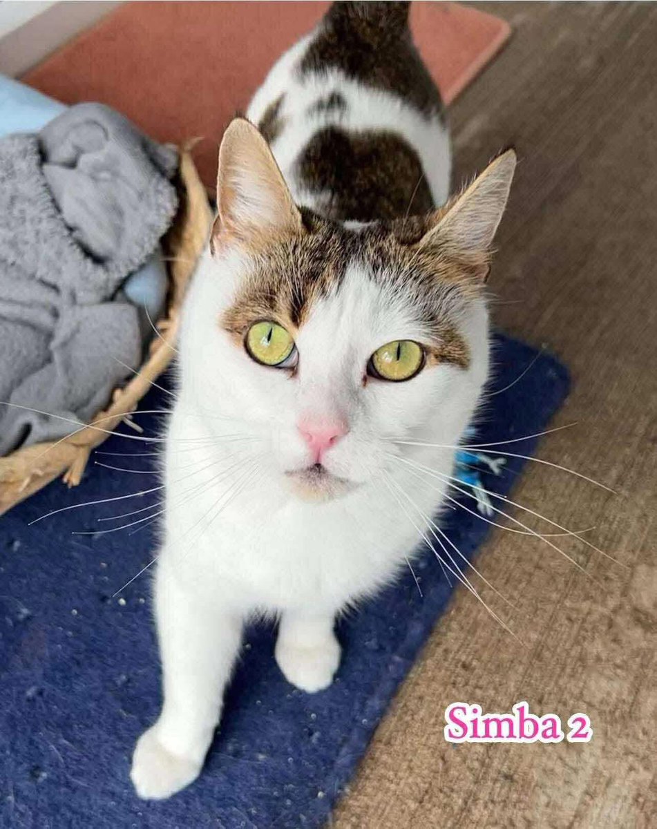 These bright yellow eyes belong to the lovely Simba who is 18m old. She is looking for a home where she can be the lioness she was destined to be. Simba would love to live in a home where she can reign supreme over all inhabitants. She is happy with other cats, children &amp; dogs 😻