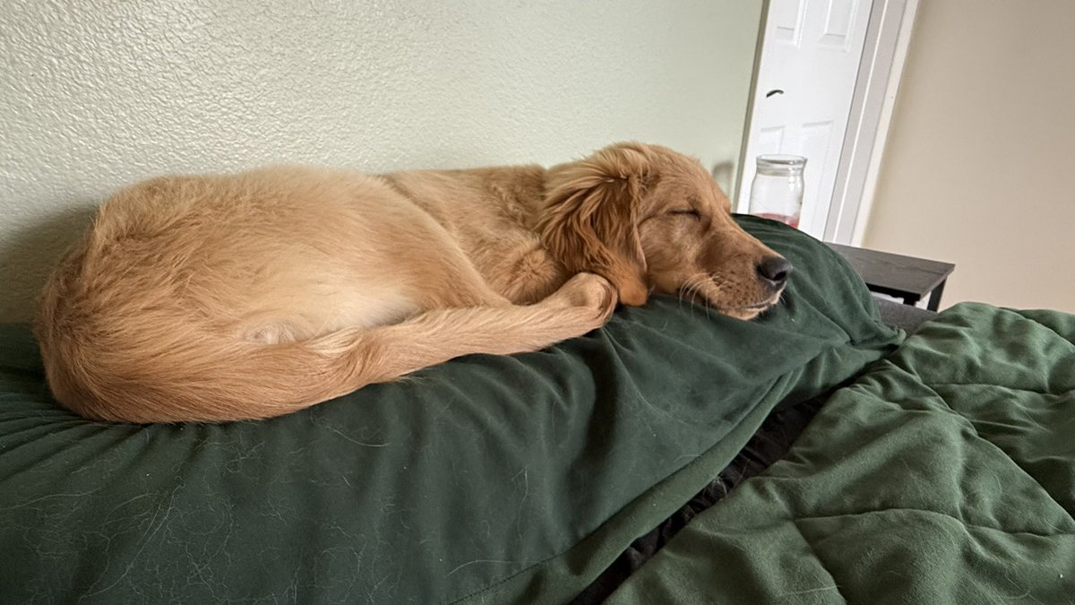 TheOSUBuckeye09's tweet image. Post workout nap! #goldenretriever #postworkout #nap